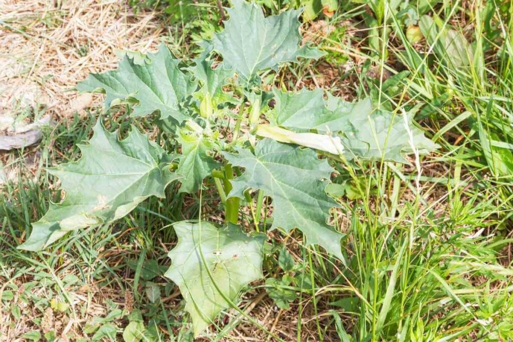 Devils Snare weeds in a field