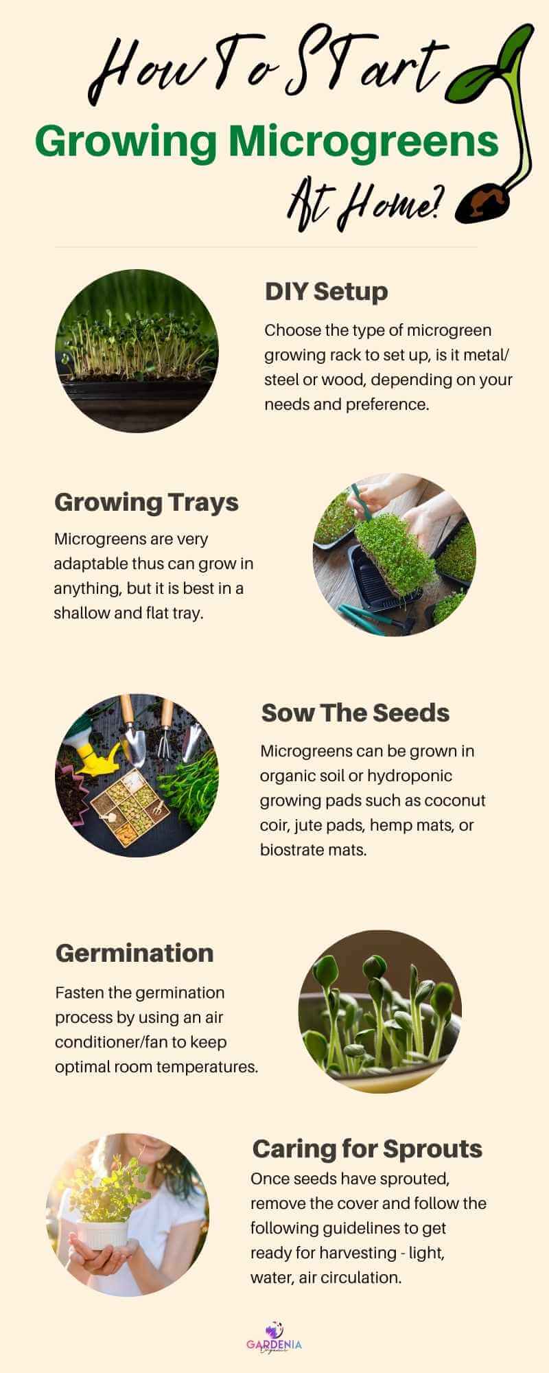 DIY microgreen setup infographics