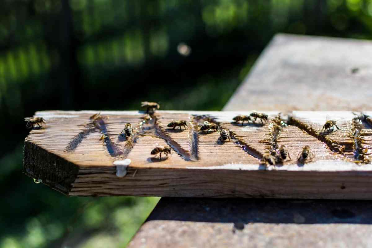 A Step By Step Guide On How To Make A Bee Water Station Gardenia Organic