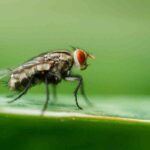 Do Organic Fertilizers Attract Flies?