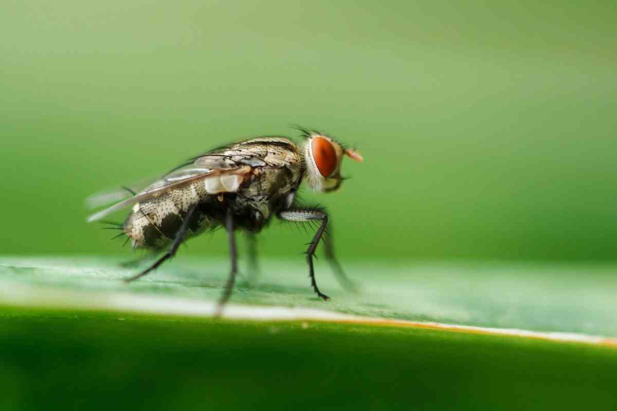 Do Organic Fertilizers Attract Flies?