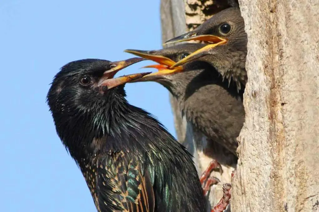 Do Starlings Nest In The Same Place Every Year?