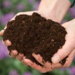Do You Need To Flush Organic Soil?
