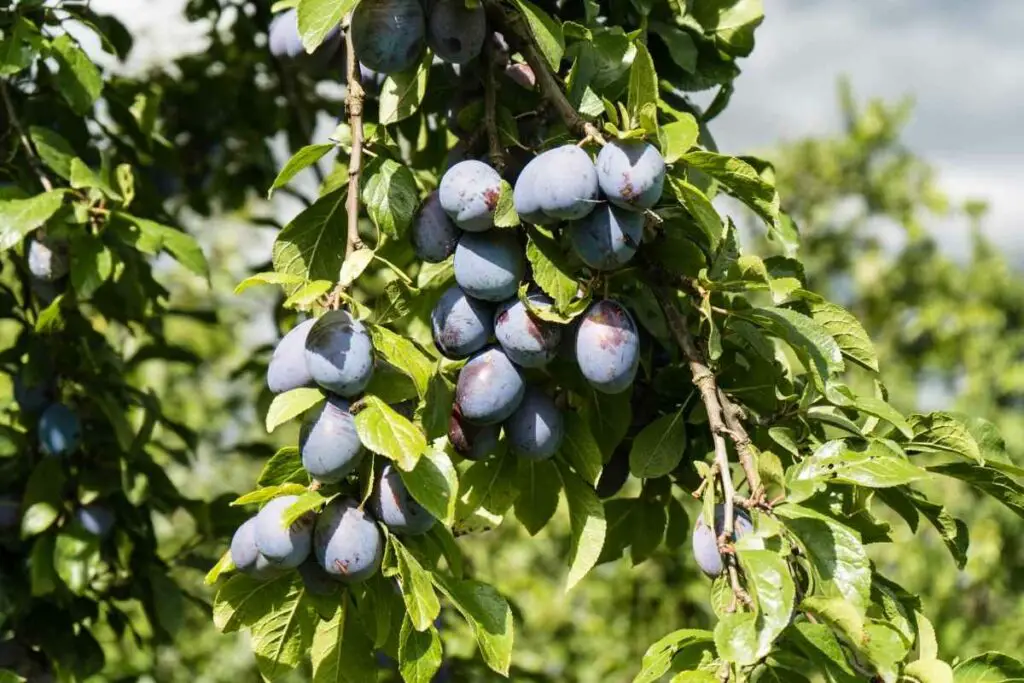 Dwarf plum trees