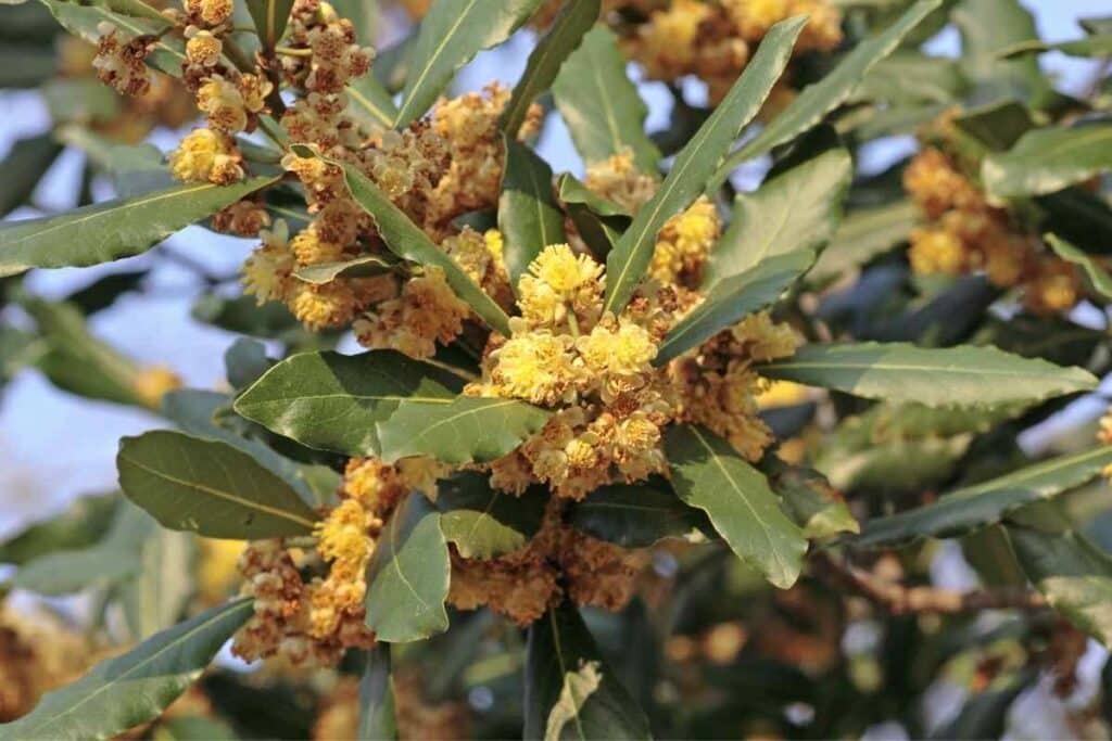 How Are Bay Laurel Seeds Edible?