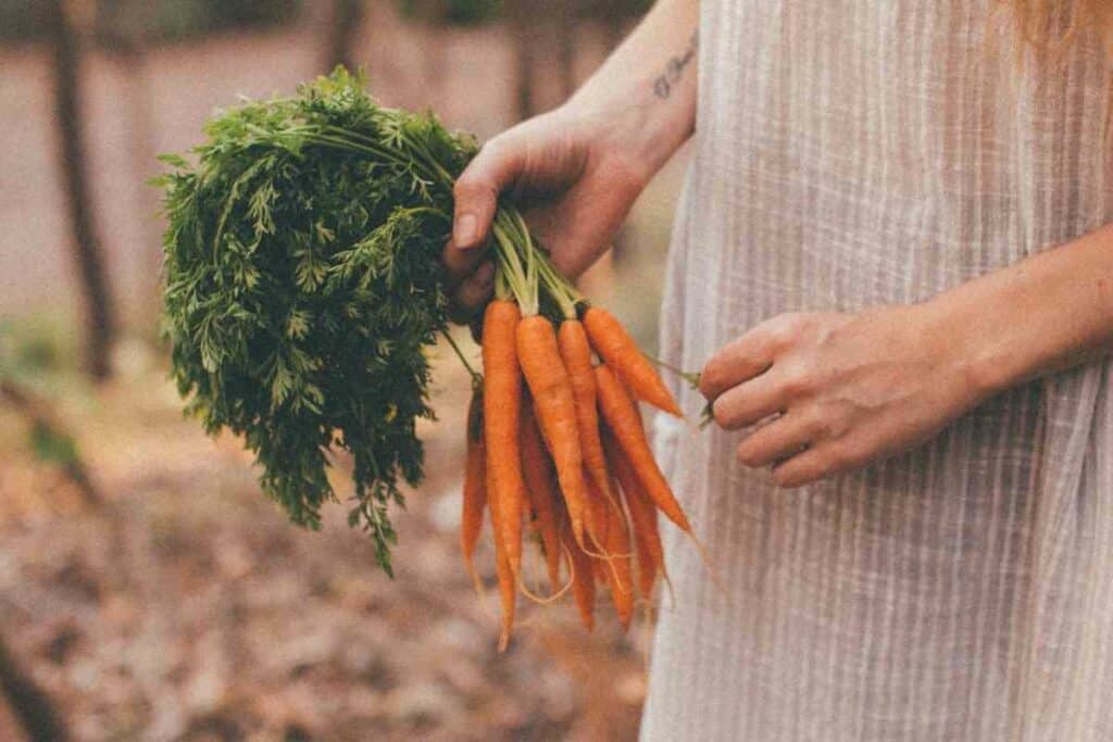 Can You Eat Carrots That Have Bolted?