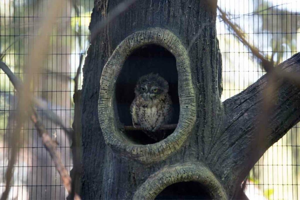 Incredible Teeny Tiny Owls facts