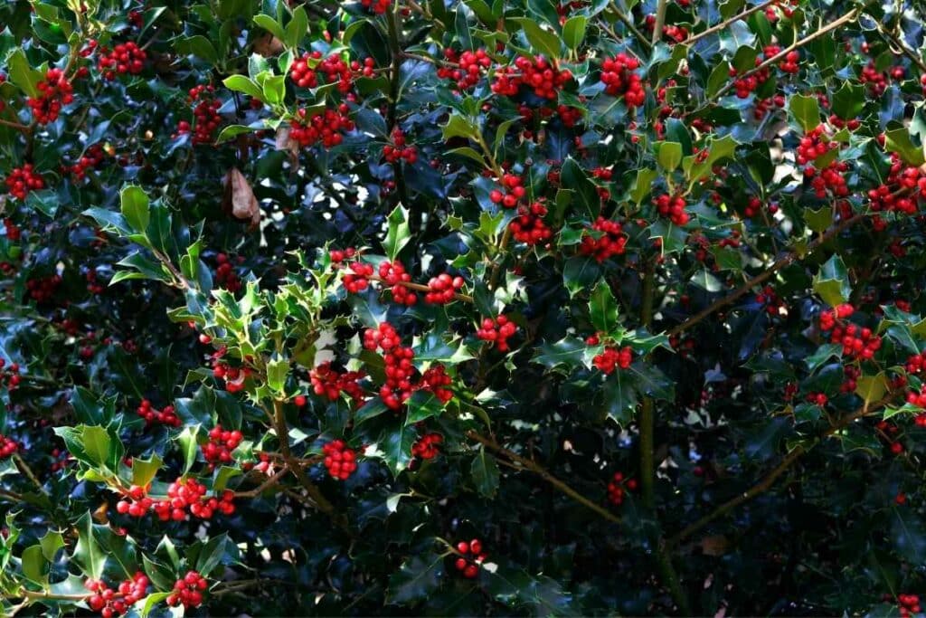 English holly trees