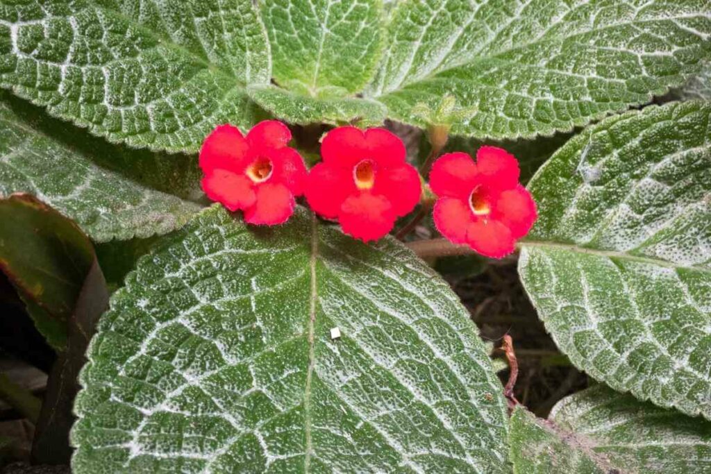 Episcia flower for pots