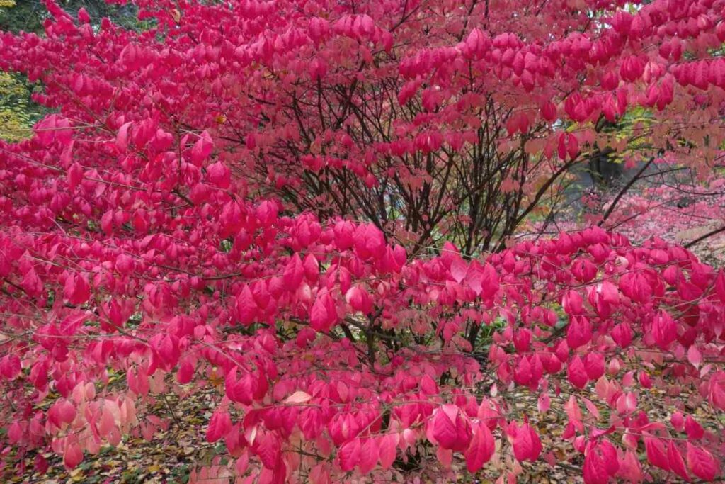 Euonymus Alatus evergreen red shrub