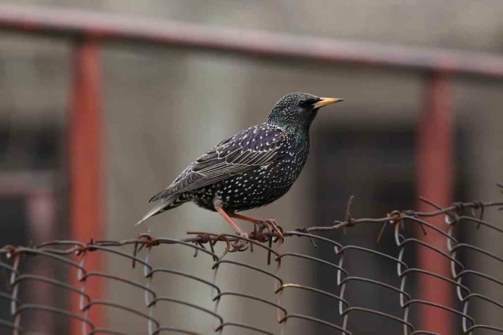 European Starlings in backyard in Ohio