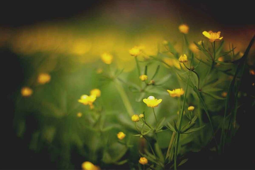 Evening Primrose yellow weed that look like flower