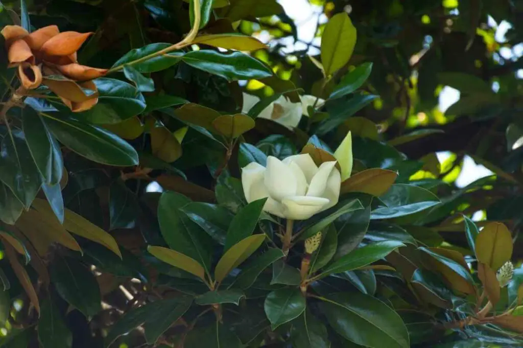 Evergreen Magnolia tree that dont lose leaves