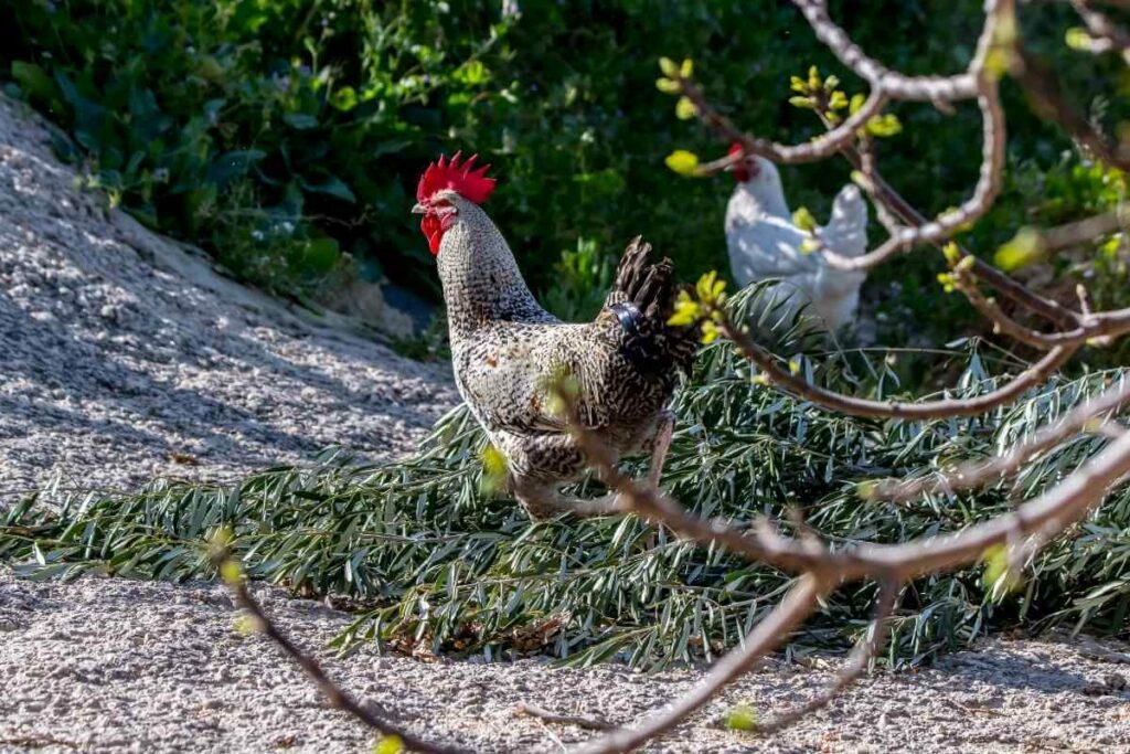 Favaucana chickens lay green eggs