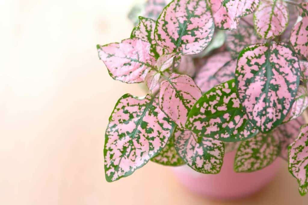 Polka Dot plant feeding time