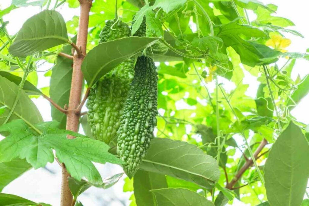 Fertilization Requirements for Bitter Gourds