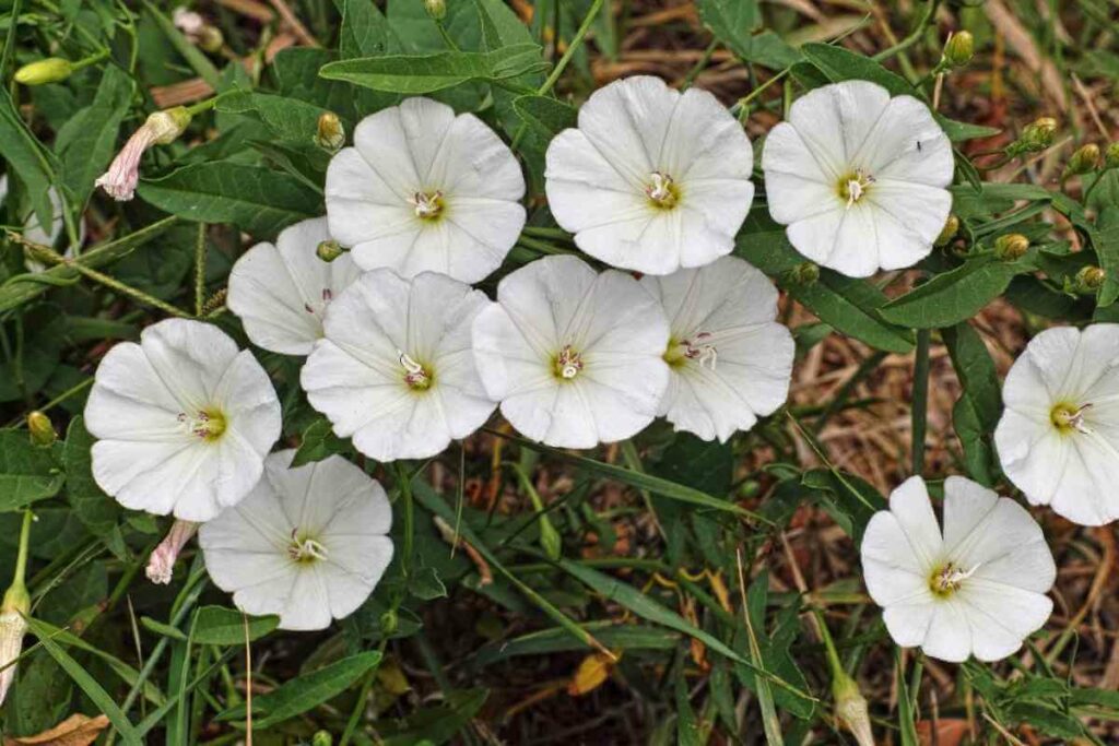 Field Bindweed weeds in a field