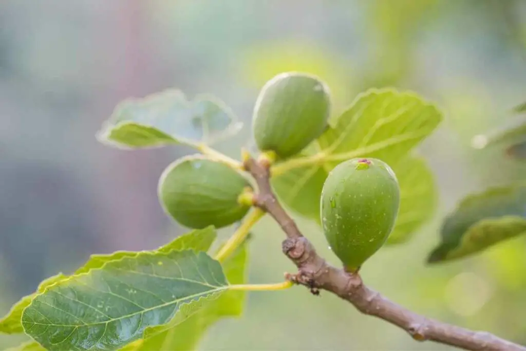 Abundant Fig trees