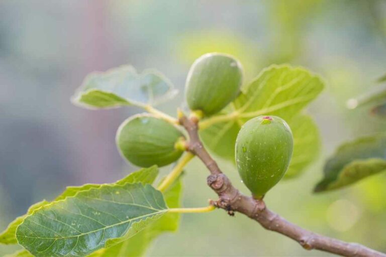 10 Best Fruit Trees For Houston (Perfect For Houston Backyards