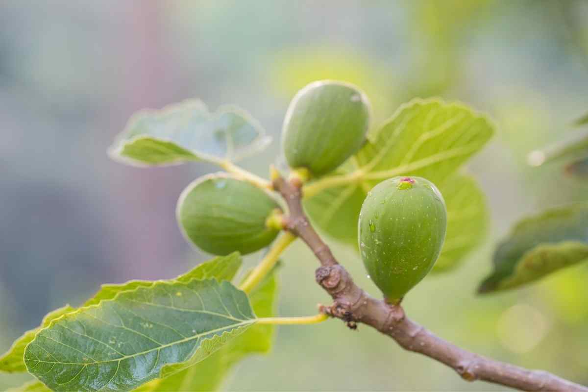 10 Best Fruit Trees For Houston (Perfect For Houston Backyards