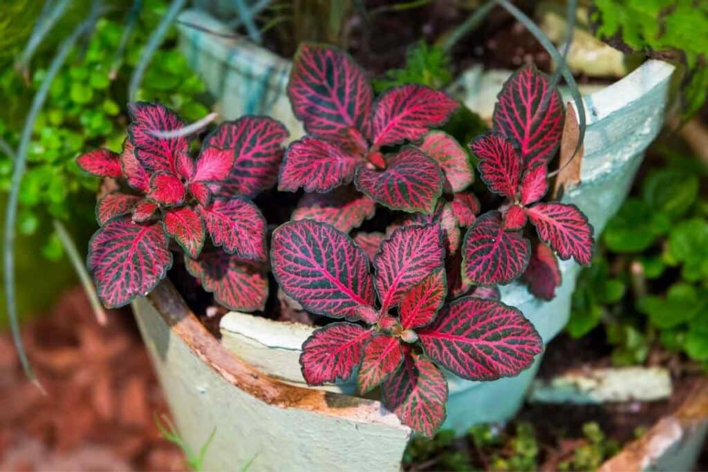 Fittonia indoor plant