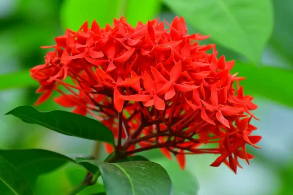 Flame of the Woods plant