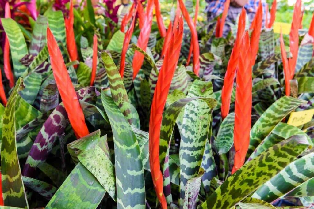 Flaming Sword red flowered plant