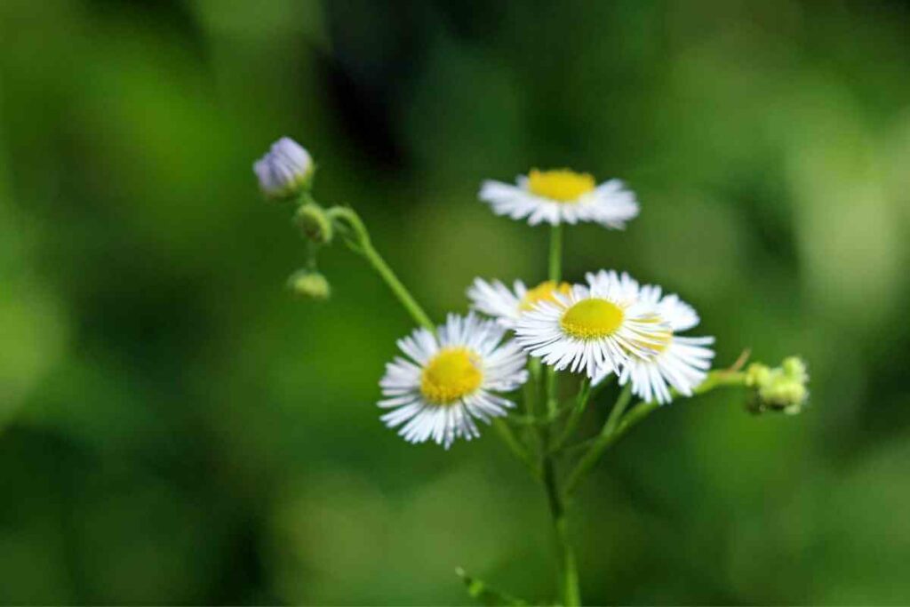 Fleabane weed that look like flower