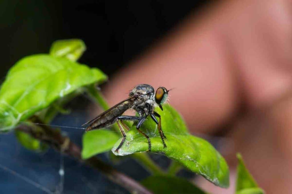 Flies organic fertilizer solution and tips