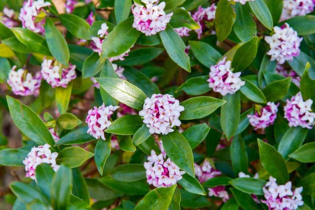 Shrub Flowers that smell nice