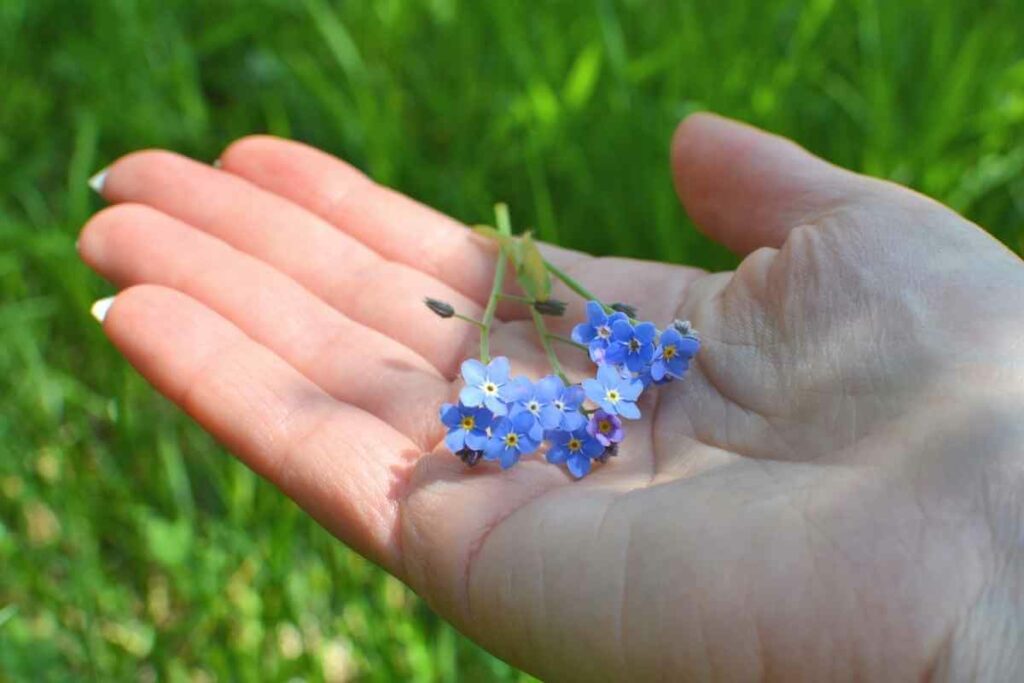 Forget-me-nots in a hand