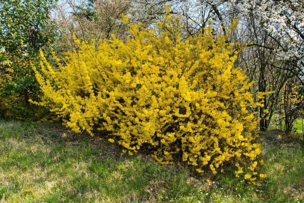 Forsythia shrubs in a garden