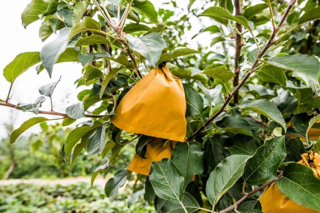 Fruit bagging apple fruits