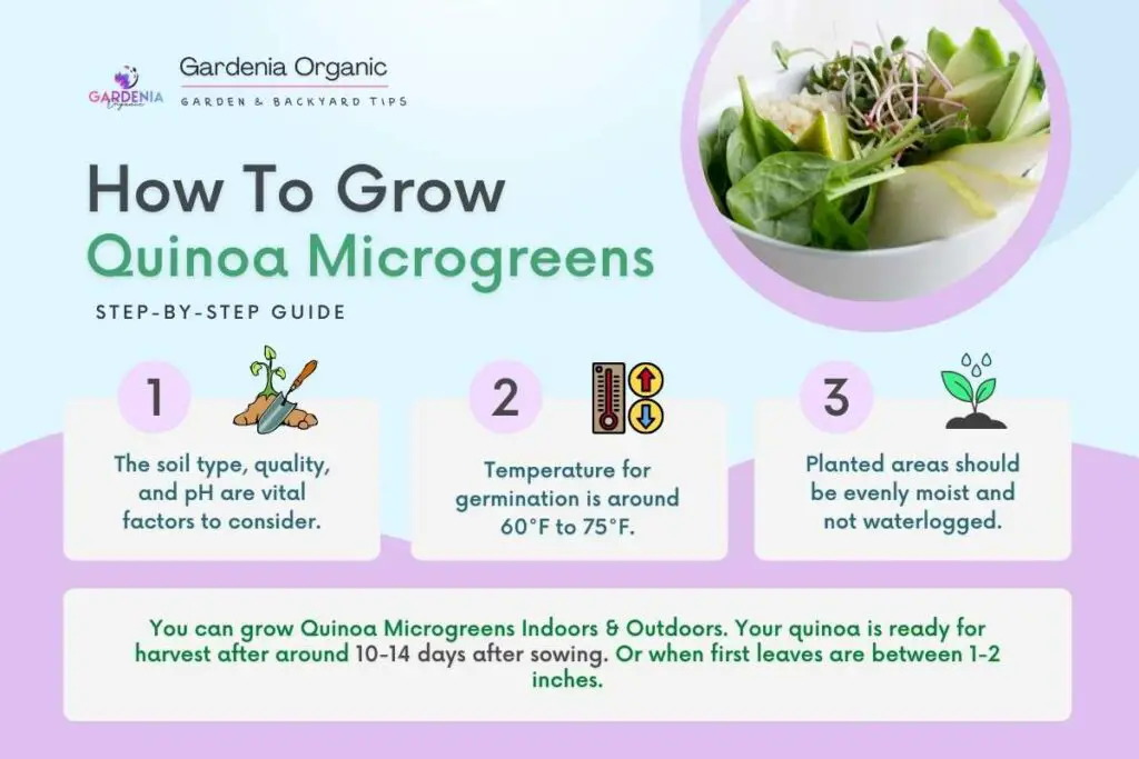 How To Grow Quinoa Microgreens infographics