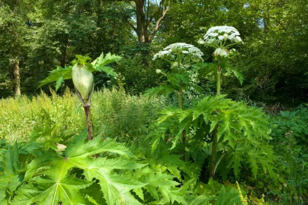 Giant Hogweed tall garden weed
