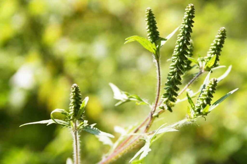 Giant Ragweed or Ambrosia Trifida