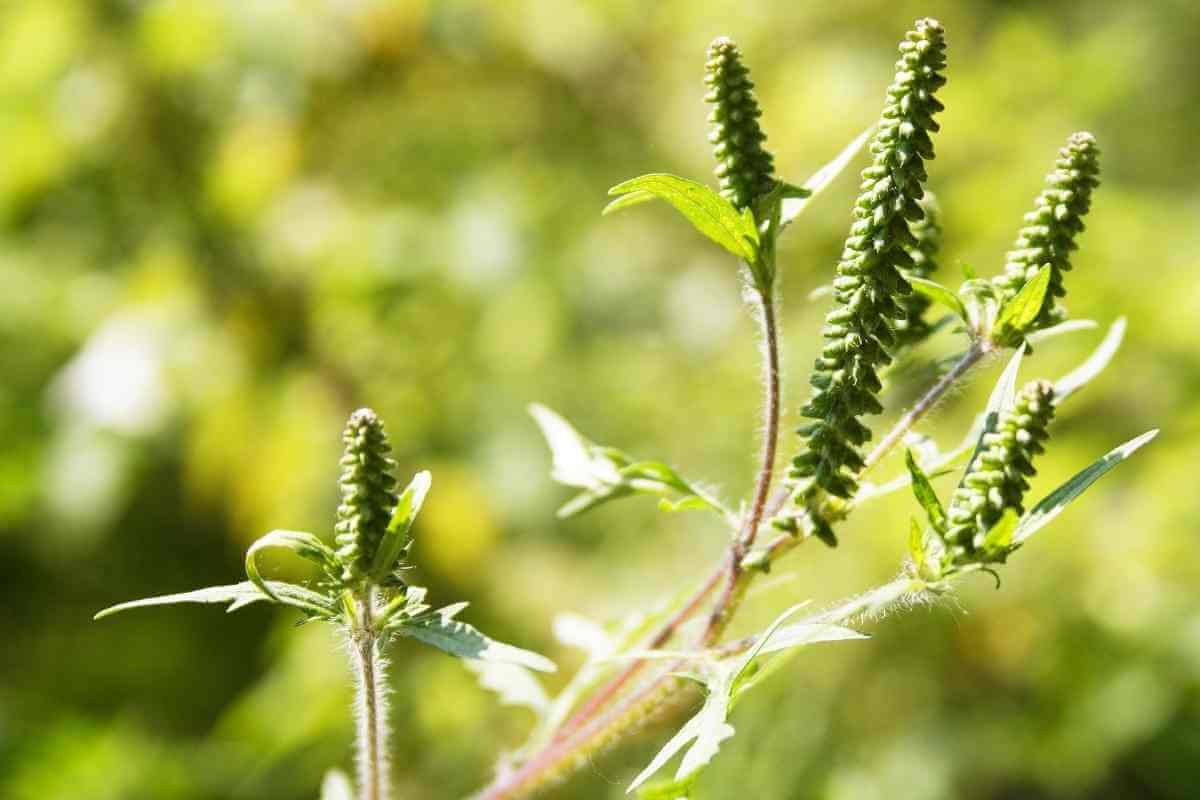 11 Tall Garden Weeds (With Images) - Gardenia Organic