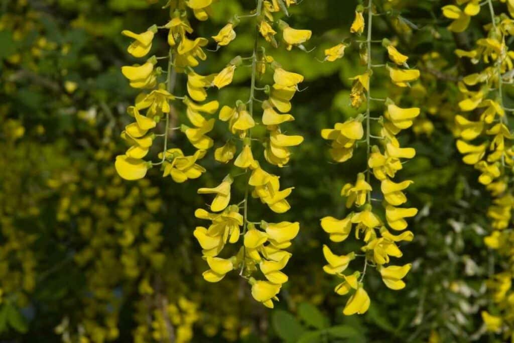 Golden Chain tree yellow type spring flower