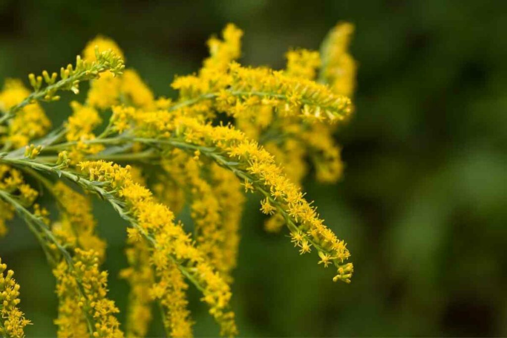 Goldenrod weed that look like flower