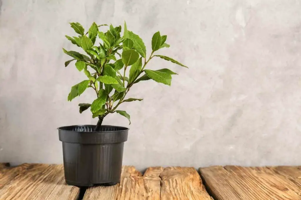 Grow bay laurel indoor pot
