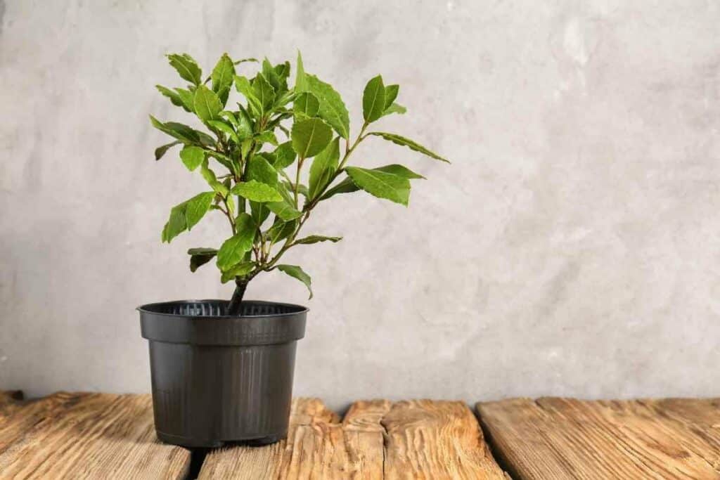 Grow bay laurel indoor pot