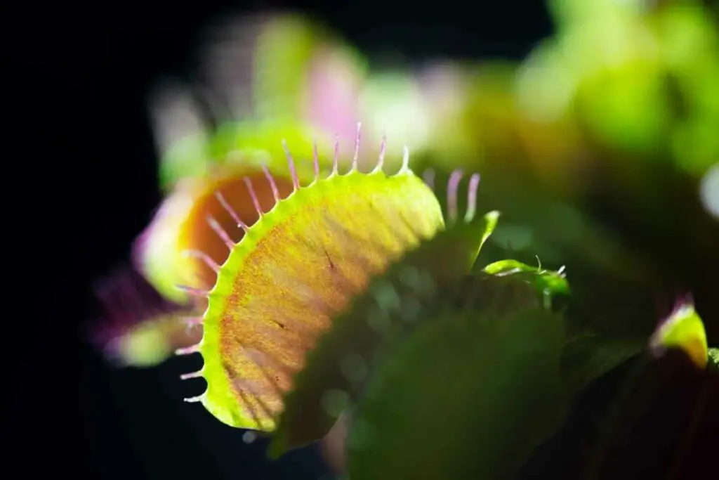 Best Grow Light For Venus Fly Trap To Buy