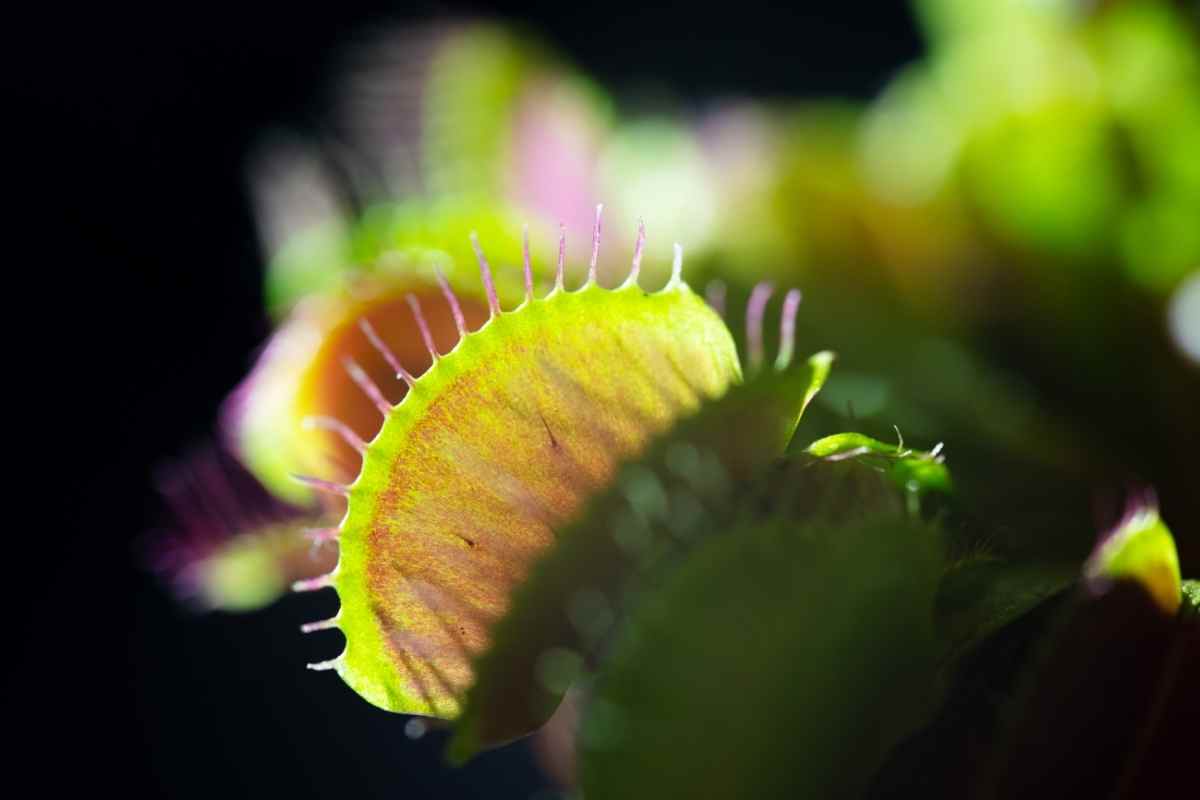 Best Grow Light For Venus Fly Trap To Buy 2022