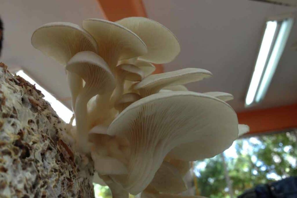 How To Grow/Use Organic Mushroom Kit?