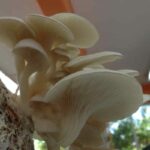 How To Grow/Use Organic Mushroom Kit?