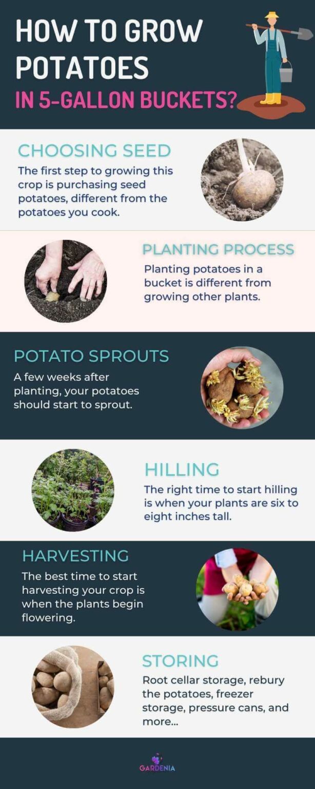 How to Plant and Grow Potatoes in a 5Gallon Bucket Gardenia Organic