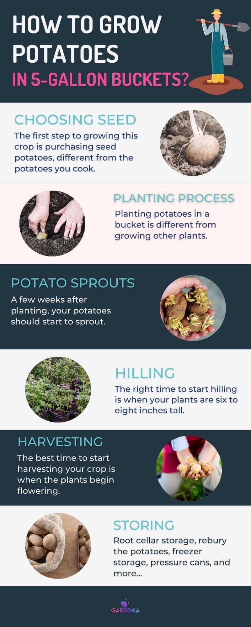 How to Grow Potatoes in 5-Gallon Buckets?