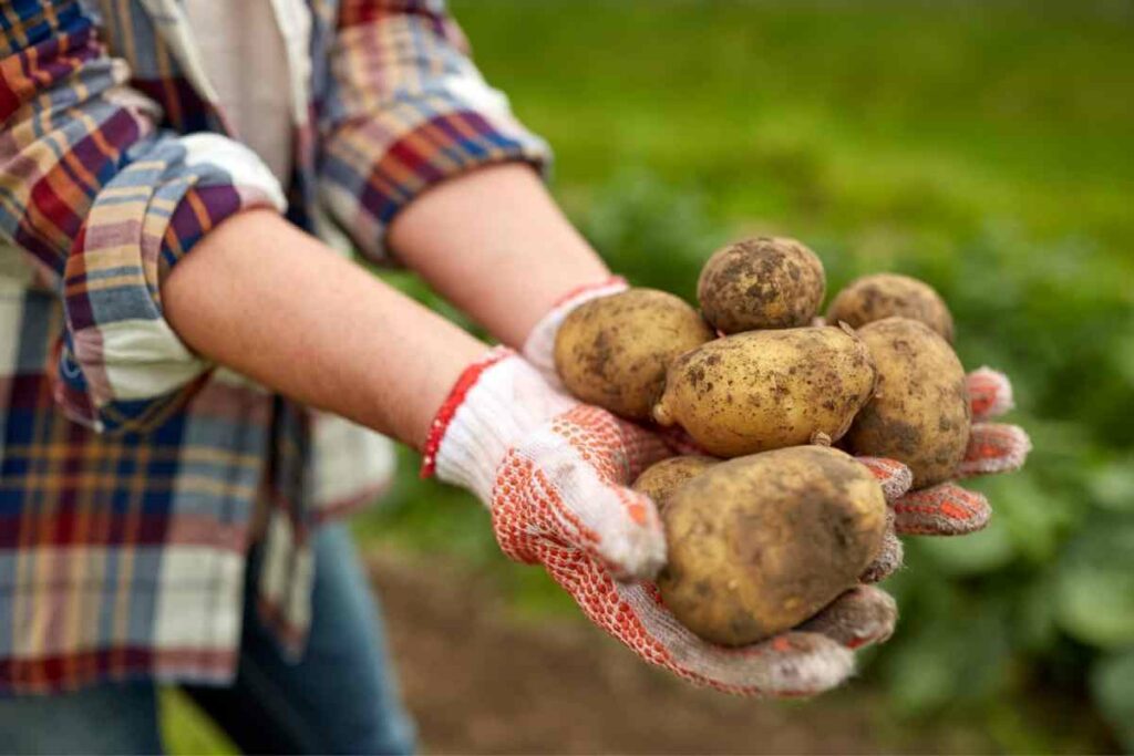 How To Plant And Grow Potatoes In A 5-Gallon Bucket
