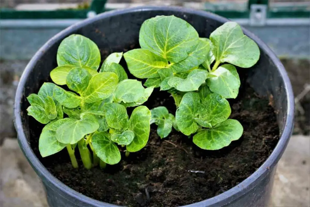 Growing potatoes in buckets
