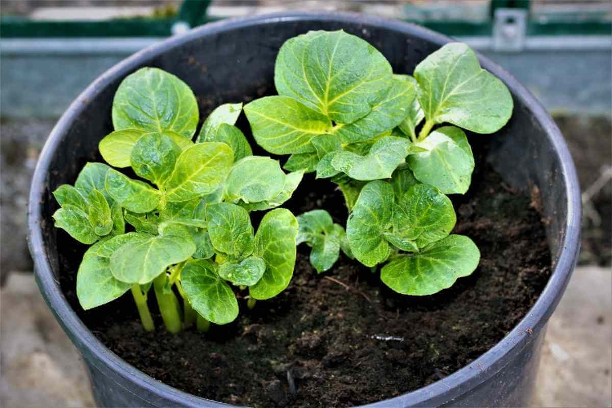 How to Plant and Grow Potatoes in a 5Gallon Bucket Gardenia Organic